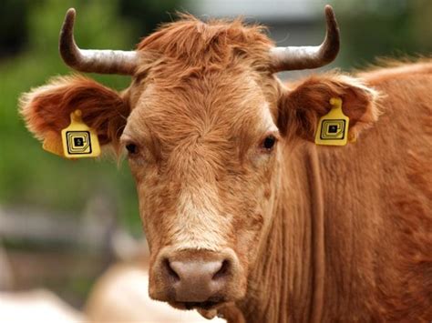 an rfid tag is|rfid tags for livestock.